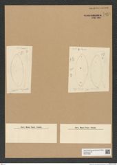 Diatomeae indet. Zeichnungen Sammlung Grunow Nr. 7034 (NHMW-BOT-W0375960)